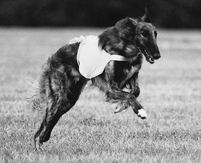 1998 AKC Lure Coursing Special 2nd