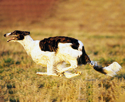 1998 AKC Lure Coursing Special 3rd