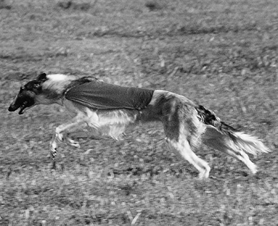 1998 AKC Lure Coursing Special 4th
