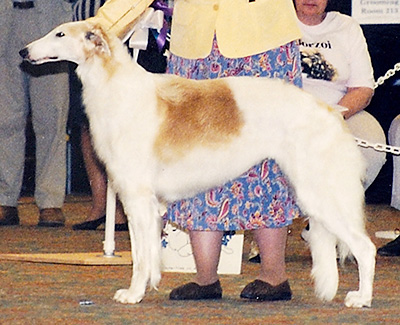 1998 Bitch, Bred by Exhibitor - 3rd