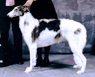 1998 Dog, 6 months and under 9 - 3rd