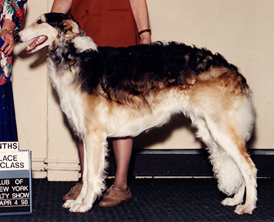 1998 Dog, 9 months and under 12 - 2nd