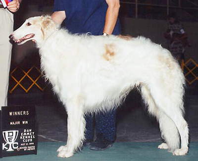 1998 Dog, Amerian Bred - 3rd