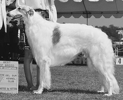 1998 Dog, Bred by Exhibitor - 3rd