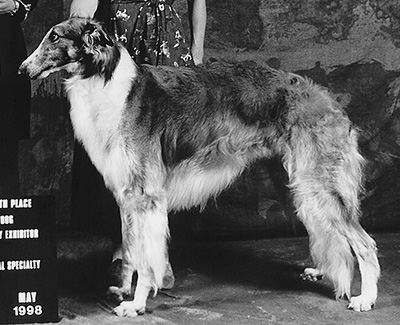 1998 Dog, Bred by Exhibitor - 4th