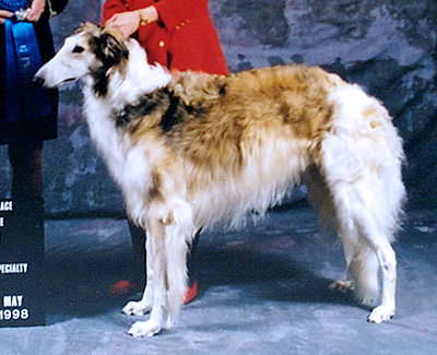 1998 Dog, Novice - 1st