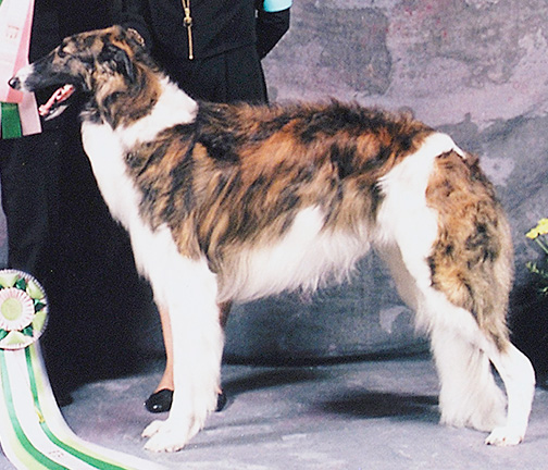 1998 Futurity Senior Dog, 21 months and under 24 - 1st