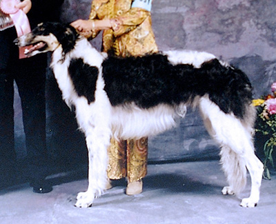 1998 Futurity Dog, 12 months and under 15 - 1st