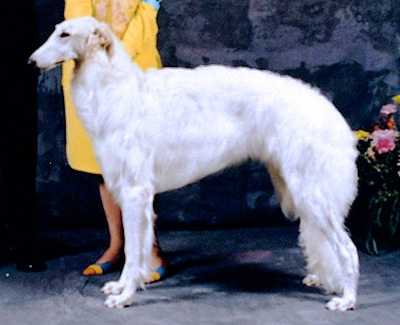 1998 Futurity Dog, 9 months and under 12 - 1st