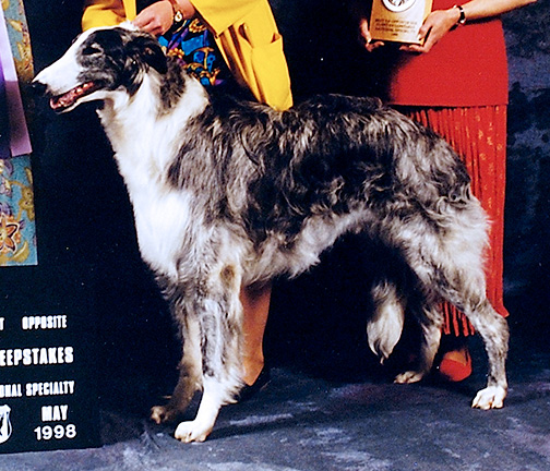 1998 Puppy Sweepstakes Dog, 9 months and under 12 - 1st