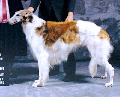 1998 Veteran Sweepstakes Dog, 10 years and over - 1st