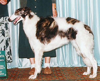1999 Puppy Sweepstakes Bitch, 9 months and under 12 - 2nd