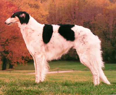 1999 Bitch, Bred by Exhibitor - 3rd