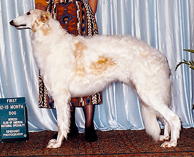 1999 Dog, 12 months and under 18 - 1st