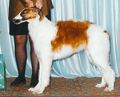 1999 Puppy Sweepstakes Dog, 6 months and under 9 - 3rd