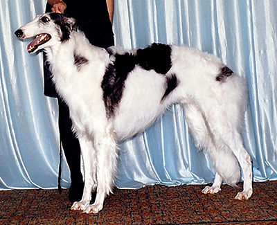 1999 Dog, Amerian Bred - 1st