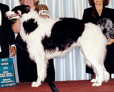 1999 Dog, Amerian Bred - 4th