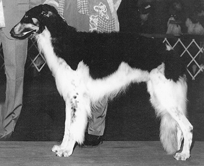 1999 Futurity Dog, 12 months and under 15 - 1st