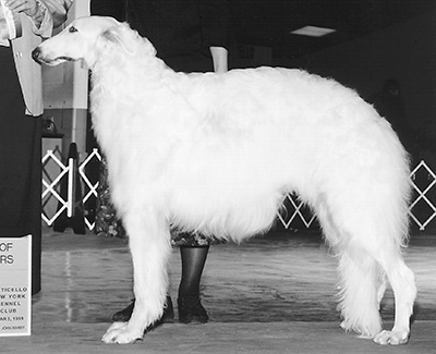 1999 Futurity Dog, 15 months and under 18 - 3rd