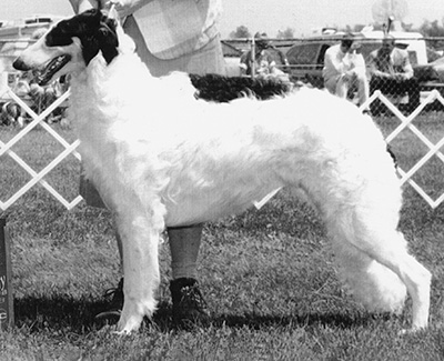 1999 Puppy Sweepstakes Bitch, 12 months and under 15 - 2nd