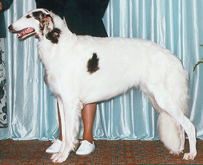 1999 Puppy Sweepstakes Bitch, 15 months and under 18 - 2nd