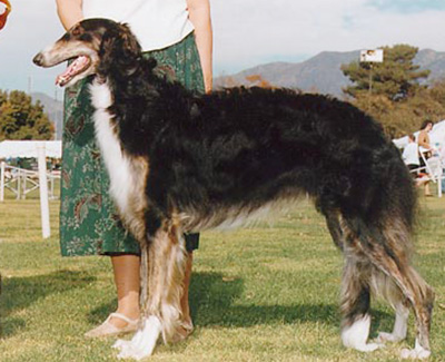 1999 Puppy Sweepstakes Dog, 12 months and under 15 - 2nd