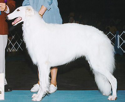 1999 Puppy Sweepstakes Dog, 15 months and under 18 - 2nd