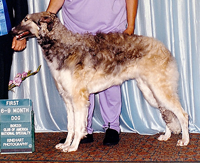 1999 Puppy Sweepstakes Dog, 6 months and under 9 - 1st