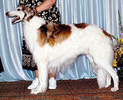 1999 Veteran Sweepstakes Dog, 9 years and under 10 - 1st
