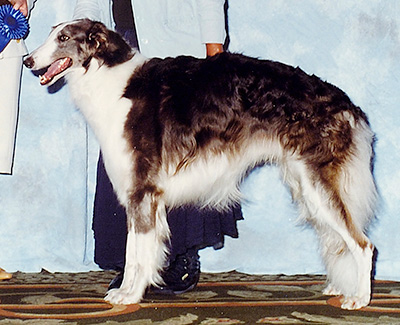 2000 Futurity Senior Dog, 15 months and under 18 - 2nd
