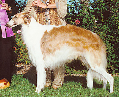 2000 Dog, Bred by Exhibitor - 3rd
