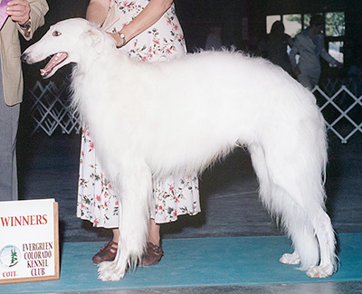 2000 Futurity Dog, 12 months and under 15 - 3rd
