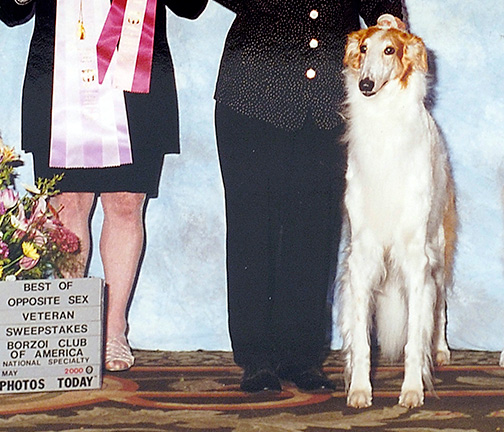 2000 Veteran Sweepstakes Bitch, 7 years and under 8 - 1st 