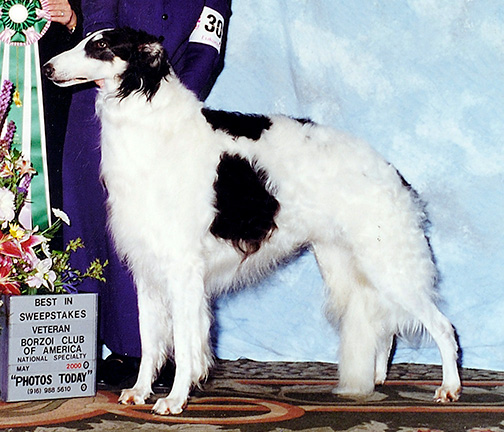 2000 Veteran Sweepstakes Dog, 8 years and under 9 - 1st