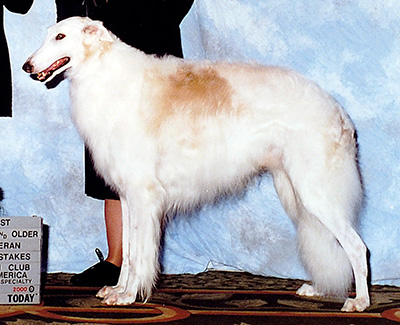 2000 Veteran Sweepstakes Dog, 10 years and over - 1st