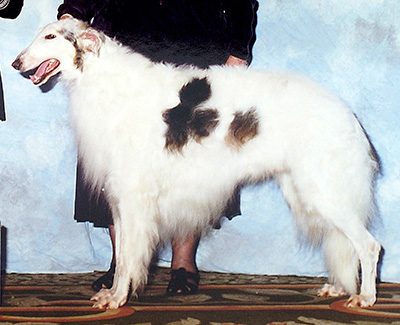 2000 Veteran Sweepstakes Dog, 9 years and under 10 - 1st