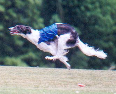 2001 ASFA Lure Coursing Open 2nd