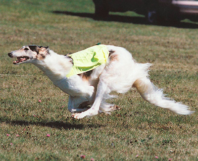 2001 ASFA Lure Coursing Special 1st