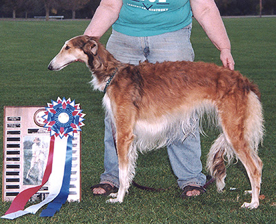 2001 ASFA Lure Coursing Field Champion 2nd
