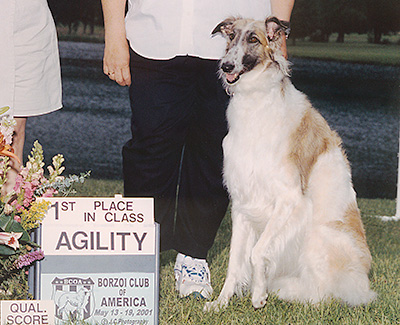 2001 Agility Jumpers With Weaves Open Class 1st