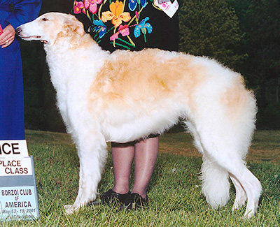 2001 Puppy Sweepstakes Bitch, 9 months and under 12 - 3rd