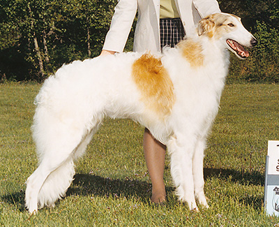 2001 Dog, 9 months and under 12 - 2nd