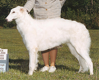 2001 Dog, 9 months and under 12 - 3rd