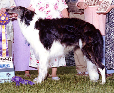 2001 Dog, Bred by Exhibitor - 4th
