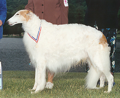 2001 Veteran Sweepstakes Dog, 10 years and over - 1st