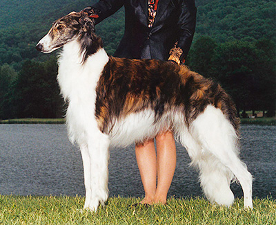 2001 Futurity Dog, 12 months and under 15 - 1st