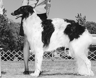 2001 Futurity Dog, 12 months and under 15 - 2nd