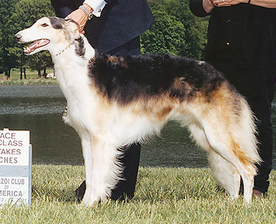 2001 Puppy Sweepstakes Bitch, 15 months and under 18 - 1st