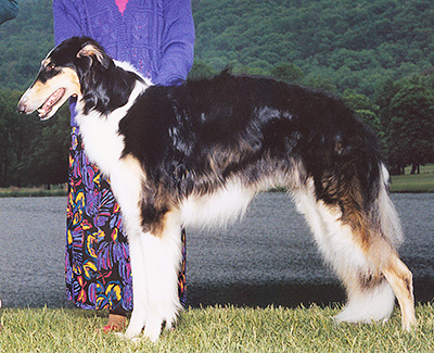 2001 Puppy Sweepstakes Dog, 15 months and under 18 - 3rd