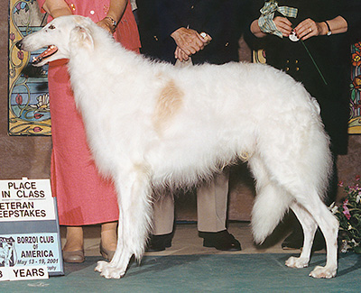 2001 Veteran Sweepstakes Dog, 7 years and under 8 - 1st